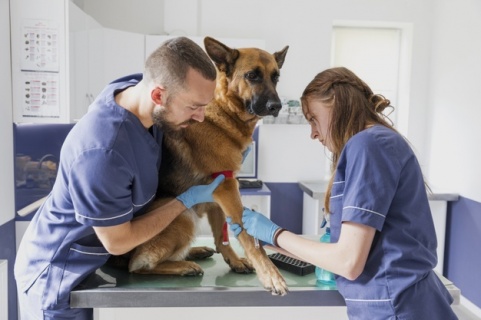 gallery/tiro-medio-medicos-cuidadosos-que-ayudan-al-perro-enfermo_23-2148302252